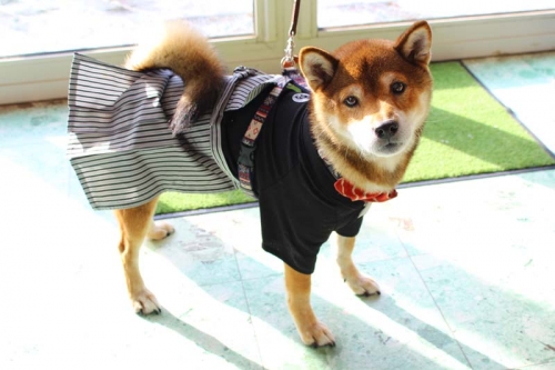 IMG_1252_AZUKI.jpg
