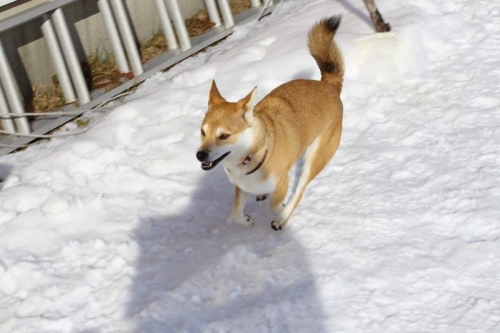 IMG_1263_AZUKI.jpg