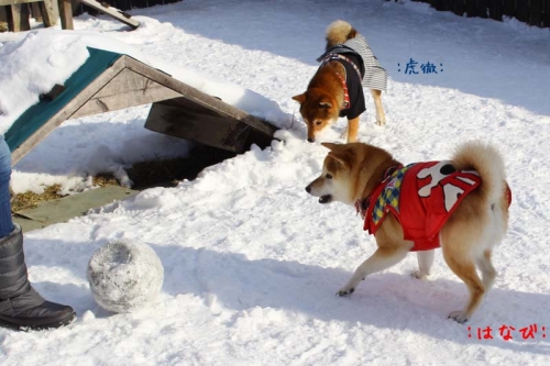 IMG_1271_AZUKI.jpg