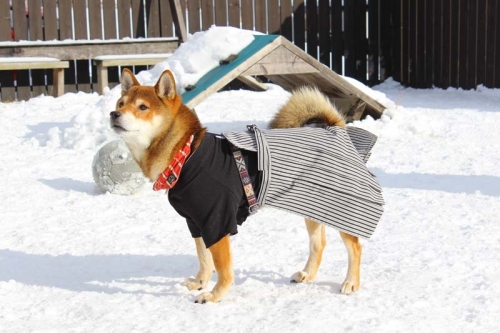 IMG_1290_AZUKI.jpg