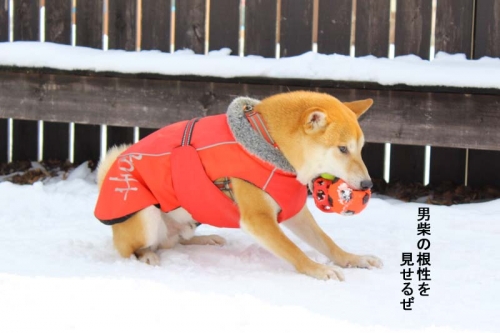 IMG_1303_AZUKI.jpg