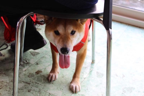 IMG_1320_AZUKI.jpg