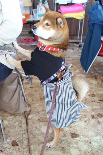 IMG_1329_AZUKI.jpg