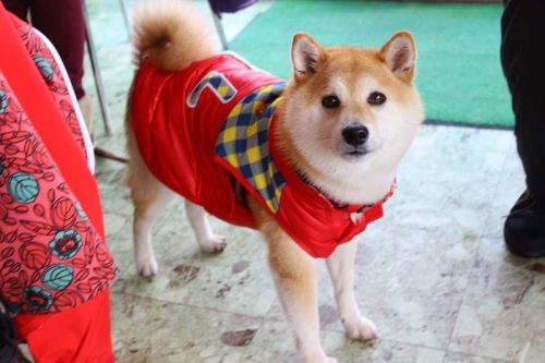 IMG_1331_AZUKI.jpg
