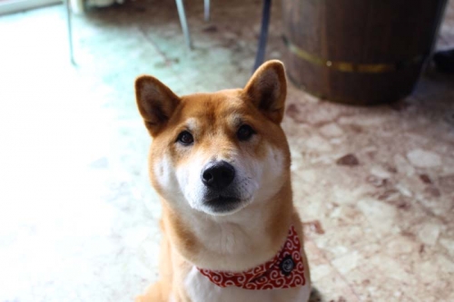 IMG_1344_AZUKI.jpg