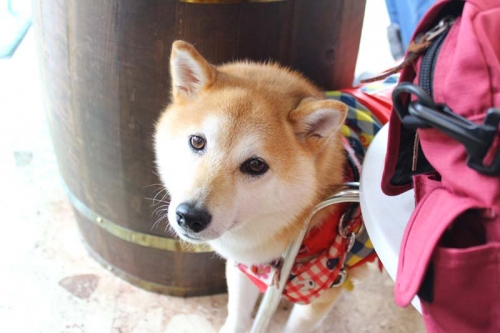 IMG_1348_AZUKI.jpg
