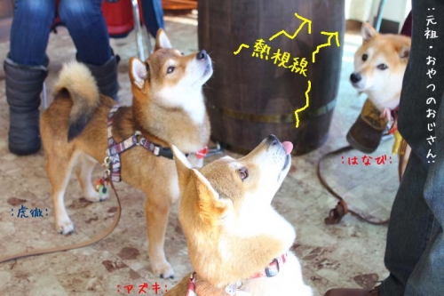 IMG_1371_AZUKI.jpg