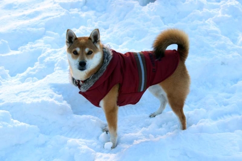 IMG_1383_AZUKI.jpg