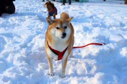 IMG_1388_AZUKI.jpg