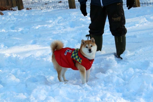 IMG_1390_AZUKI.jpg