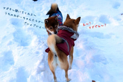 IMG_1398_AZUKI.jpg