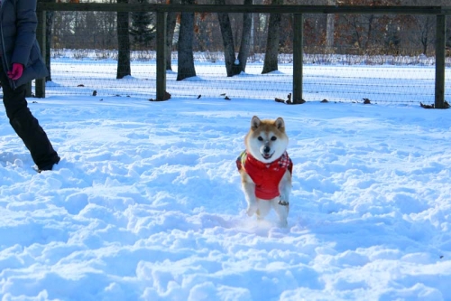 IMG_1415_AZUKI.jpg