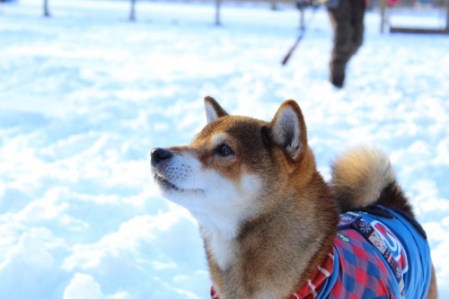IMG_1427_AZUKI.jpg