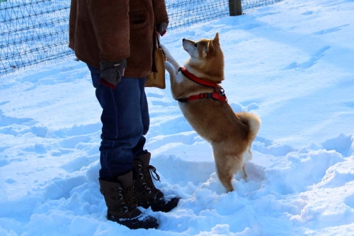 IMG_1432_AZUKI.jpg
