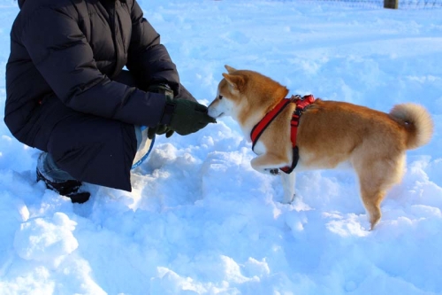 IMG_1439_AZUKI.jpg