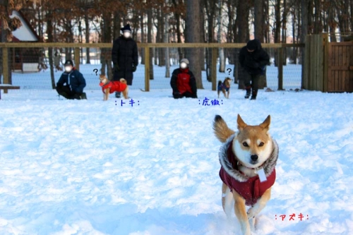 IMG_1489_AZUKI.jpg