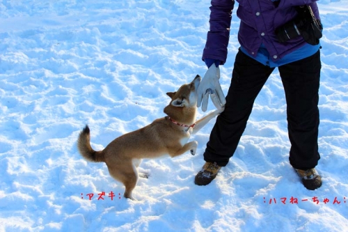 IMG_1518_AZUKI.jpg