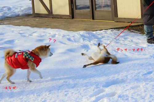 IMG_1529_AZUKI.jpg