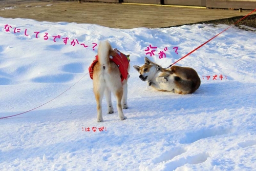 IMG_1530_AZUKI.jpg