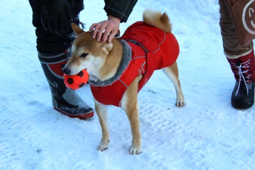 IMG_1540_AZUKI.jpg