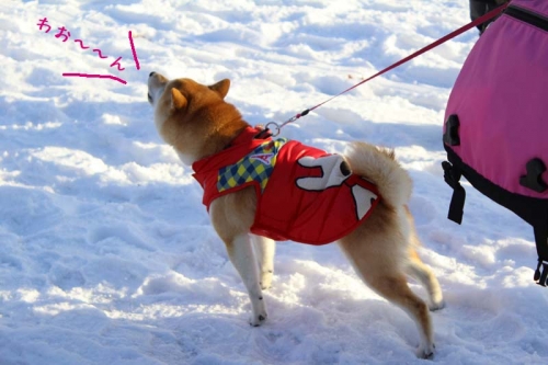 IMG_1547_AZUKI.jpg
