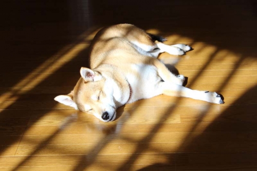 IMG_1608_AZUKI.jpg