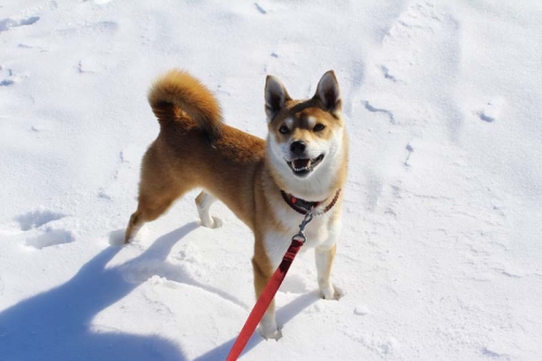 IMG_1626_AZUKI.jpg