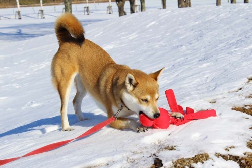 IMG_1660_AZUKI.jpg