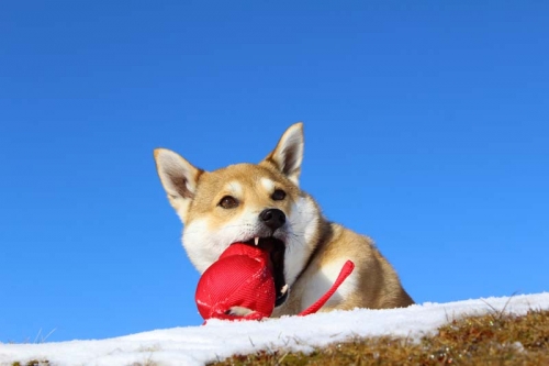 IMG_1664_AZUKI.jpg