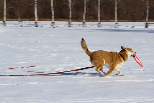 IMG_1706_AZUKI.jpg