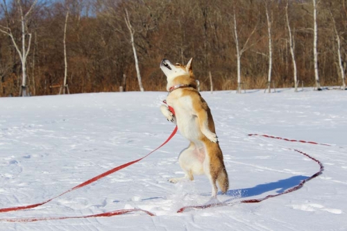IMG_1714_AZUKI.jpg