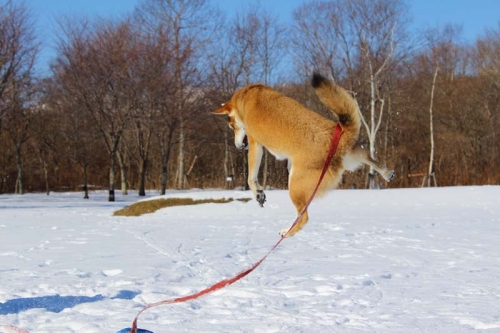 IMG_1717_AZUKI.jpg