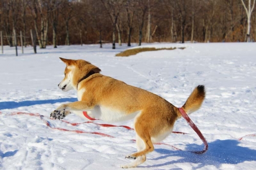 IMG_1718_AZUKI.jpg