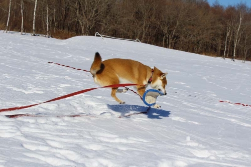 IMG_1722_AZUKI.jpg