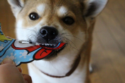 IMG_2007_AZUKI.jpg
