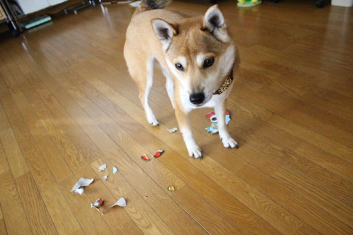 IMG_2008_AZUKI.jpg