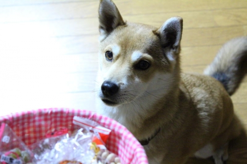 IMG_2030_AZUKI.jpg