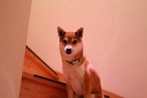 IMG_2038_AZUKI.jpg