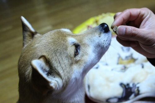 IMG_2043_AZUKI.jpg