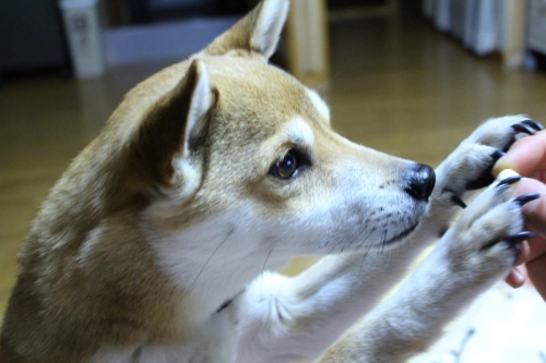 IMG_2047_AZUKI.jpg