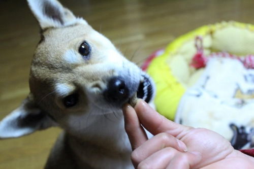 IMG_2063_AZUKI.jpg