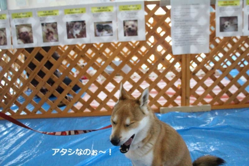 IMG_2103_AZUKI.jpg