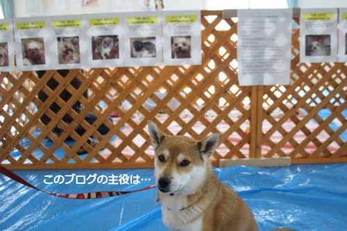 IMG_2105_AZUKI.jpg