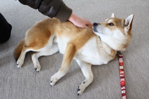 IMG_2110_AZUKI.jpg