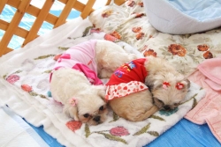 IMG_2112_AZUKI.jpg
