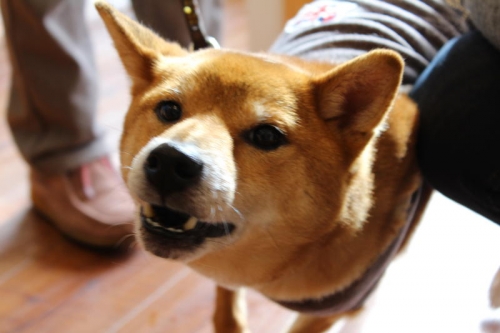 IMG_2229_AZUKI.jpg