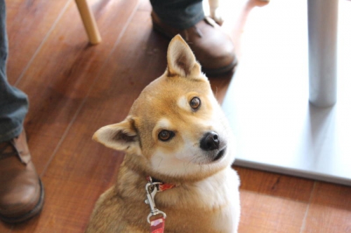 IMG_2237_AZUKI.jpg