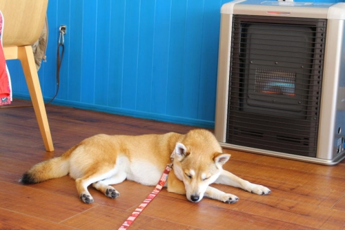 IMG_2254_AZUKI.jpg