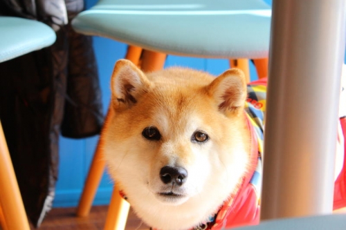 IMG_2259_AZUKI.jpg