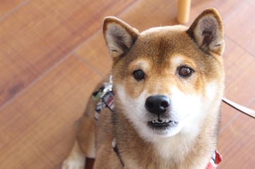 IMG_2268_AZUKI.jpg